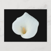 Witte Calla Lily Bloem Achtertuin Foto Briefkaart (Voorkant)