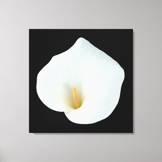 Witte Calla Lily Bloem Achtertuin Foto Canvas Afdruk (Voorkant)