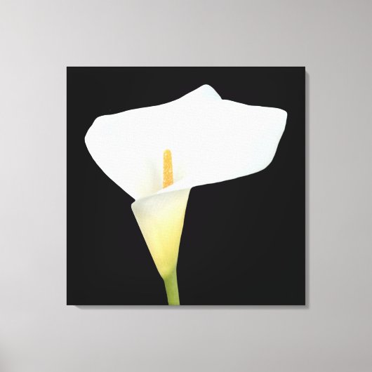 Witte Calla Lily Bloem Achtertuin Foto Canvas Afdruk (Voorkant)