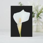 Witte Calla Lily Bloem Achtertuin Foto Kaart (Staand voorkant)