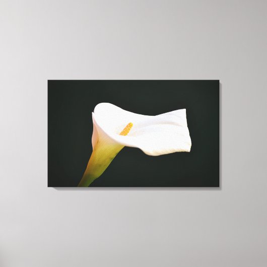 Witte Calla Lily Bloem Dramatische Fotografische K Canvas Afdruk (Voorkant)