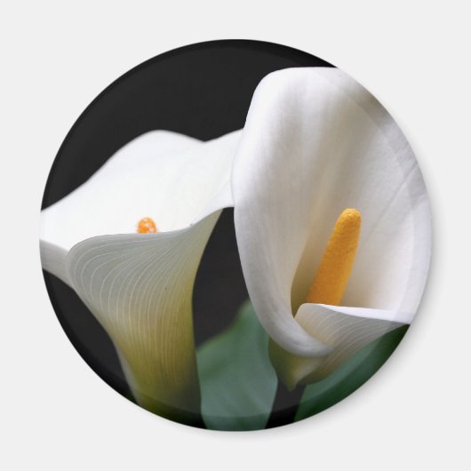 Witte Calla Lily Bloem Ronde Magneet (Voorkant)