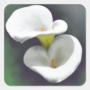 Witte Calla Lily Bloemen Vierkante Sticker