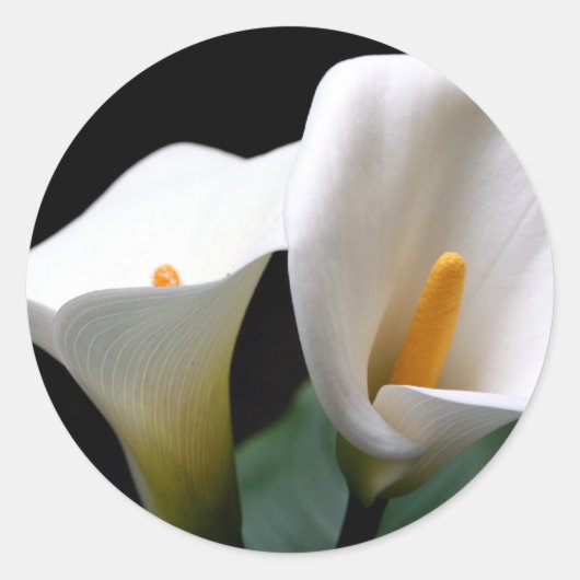 Witte Calla Lily Flower Sticker (Voorkant)