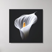 Witte Calla Lily op zwart Canvas Afdruk (Voorkant)