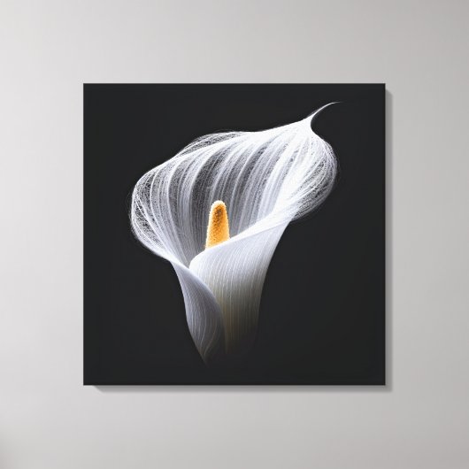 Witte Calla Lily op zwart Canvas Afdruk (Voorkant)