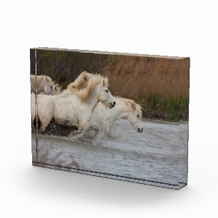 Witte Camargue-paarden die door het water rennen Fotoblokken