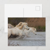 Witte Camargue-paarden die in water lopen Briefkaart (Voorkant / Achterkant)