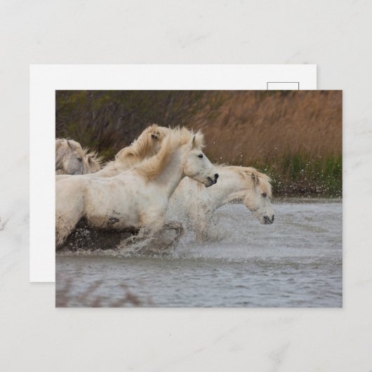 Witte Camargue-paarden die in water lopen Briefkaart (Voorkant / Achterkant)