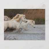 Witte Camargue-paarden die in water lopen Briefkaart (Voorkant)