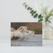 Witte Camargue-paarden die in water lopen Briefkaart (Staand voorkant)