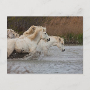 Witte Camargue-paarden die in water lopen Briefkaart