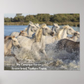 Witte camargue-paarden in het Poster Water (Voorkant)
