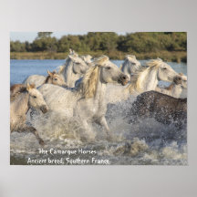 Witte camargue-paarden in het Poster Water