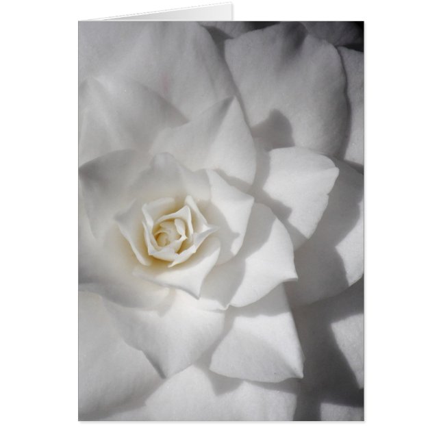 Witte Camelia (Voorkant)