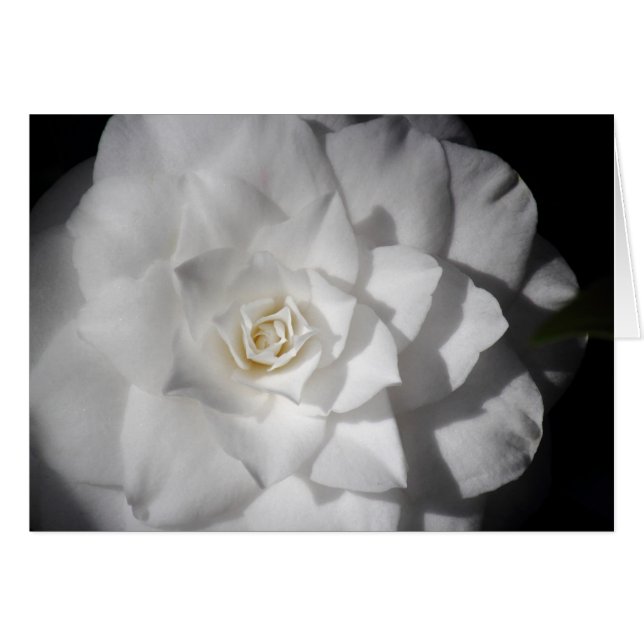 Witte Camelia (Voorkant Horizontaal)