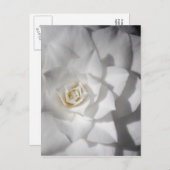 Witte Camelia Briefkaart (Voorkant / Achterkant)