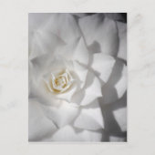 Witte Camelia Briefkaart (Voorkant)