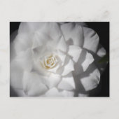 Witte Camelia Briefkaart (Voorkant)