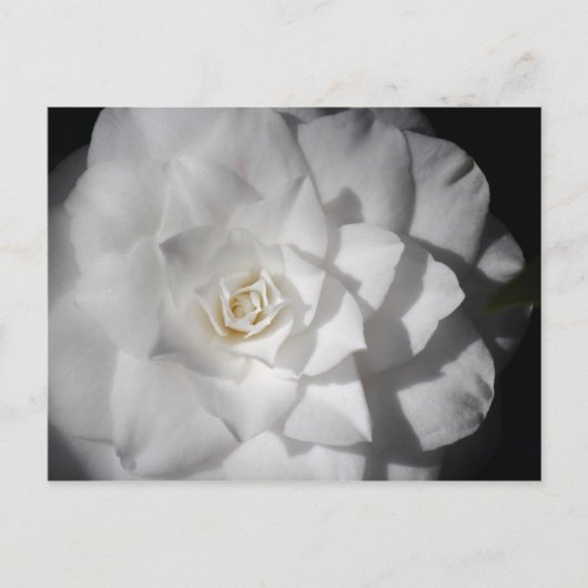 Witte Camelia Briefkaart (Voorkant)