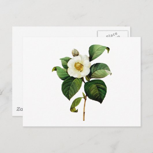 Witte Camelia door Pierre Joseph Redoute Briefkaart (Voorkant / Achterkant)