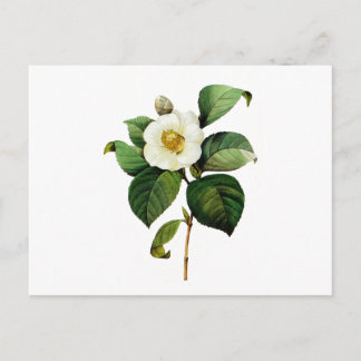 Witte Camelia door Pierre Joseph Redoute Briefkaart
