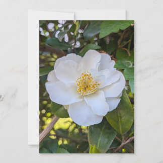 Witte Camellia Bloeit in Morgenlicht Kaart