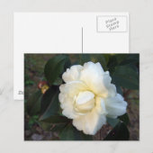 witte camellia bloem briefkaart (Voorkant / Achterkant)