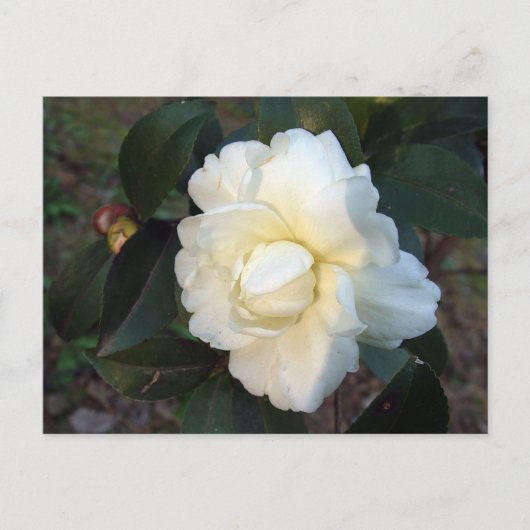witte camellia bloem briefkaart (Voorkant)