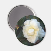 witte camellia bloem magneet (Voorkant / Achterkant)