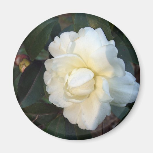 witte camellia bloem magneet (Voorkant)