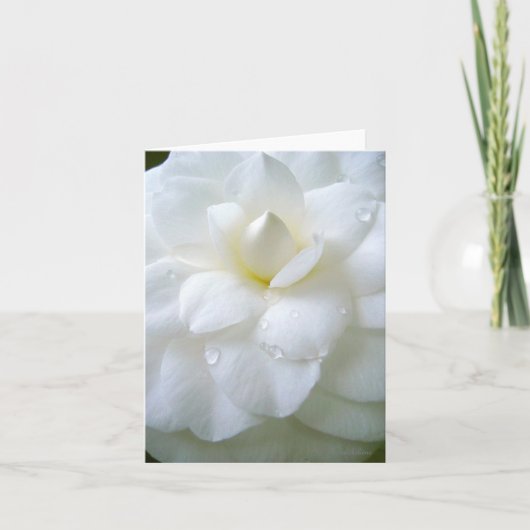 Witte Camellia met dauw Bedankkaart (Voorkant)
