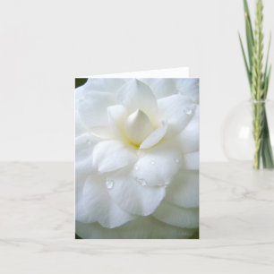 Witte Camellia met dauw Bedankkaart