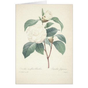 Witte Camellia van Redoute