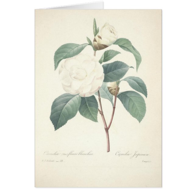 Witte Camellia van Redoute (Voorkant)