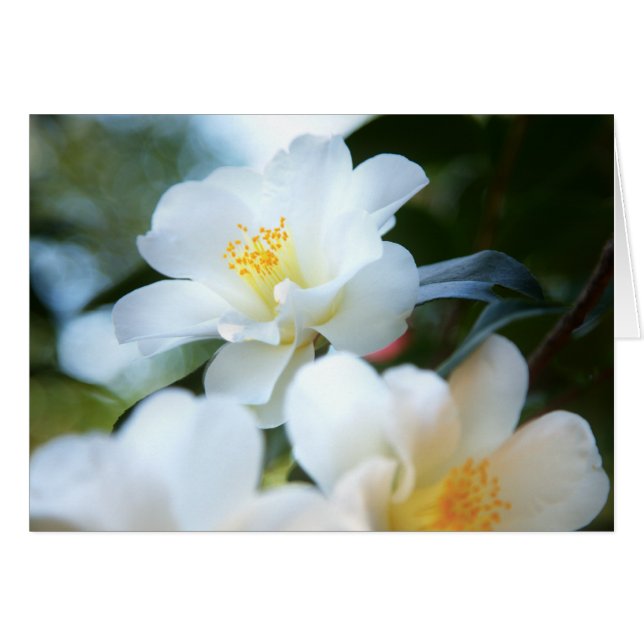 Witte Camellias-kaarten (Voorkant Horizontaal)