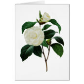 Witte Camellias van Pierre-Joseph Redoute (Voorkant)