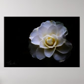 witte camellietkleur poster (Voorkant)