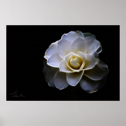 witte camellietkleur poster (Voorkant)