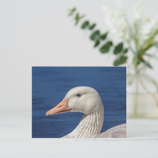 Witte Canadese gans Briefkaart (Staand voorkant)