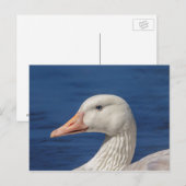 Witte Canadese gans Briefkaart (Voorkant / Achterkant)