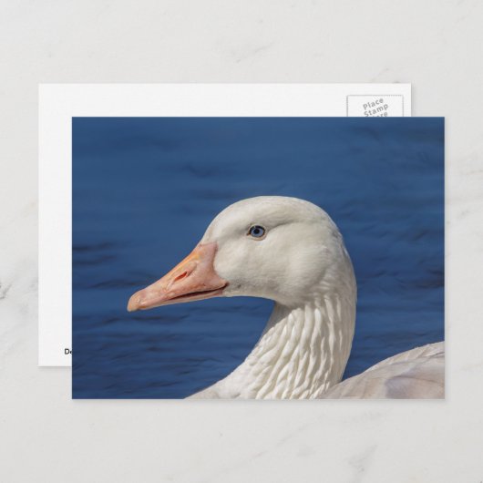 Witte Canadese gans Briefkaart (Voorkant / Achterkant)