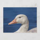 Witte Canadese gans Briefkaart (Voorkant)