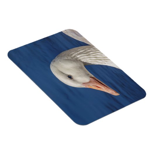 Witte Canadese gans Magneet (Rechterzijde)