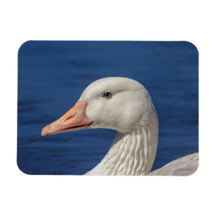 Witte Canadese gans Magneet