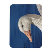 Witte Canadese gans Magneet (Verticaal)