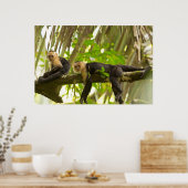 Witte Capuchin-apen in Costa Rica Poster (Keuken)