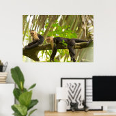 Witte Capuchin-apen in Costa Rica Poster (Thuiskantoor)