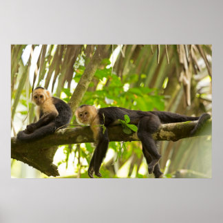 Witte Capuchin-apen in Costa Rica Poster