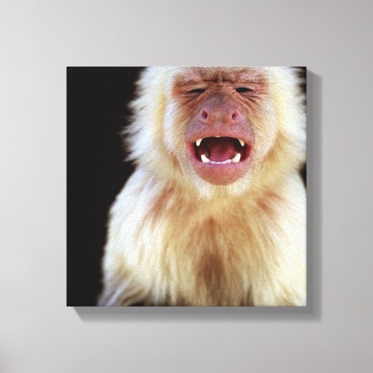 Witte capuchine (Cebus capucinus) Canvas Afdruk (Voorkant)